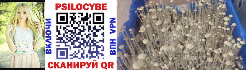 купить закладку  Чистополь  нарко площадка Telegram  Псилоцибиновые грибы Cubensis 